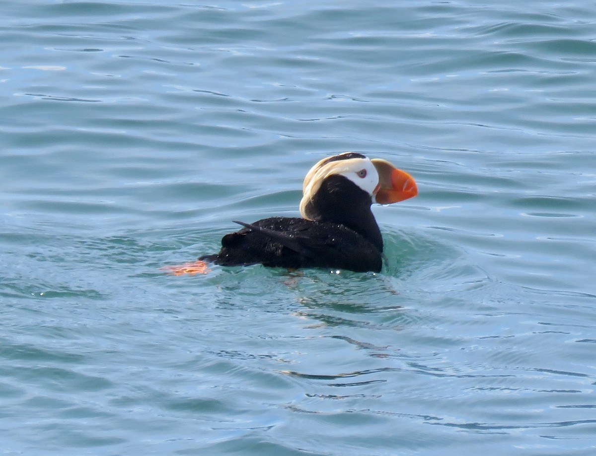 Tufted Puffin - ML621323460