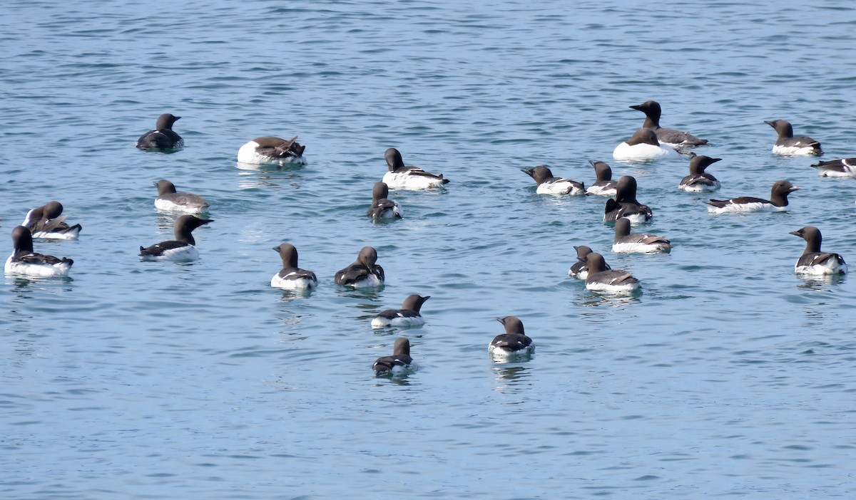 Common Murre - ML621323470