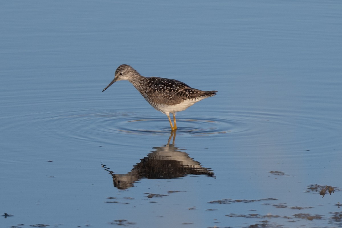 Lesser Yellowlegs - ML621323498