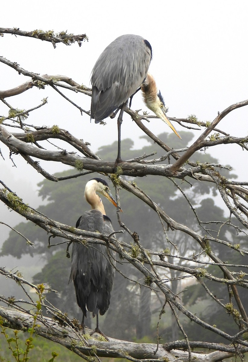 Great Blue Heron - Lynn Scarlett