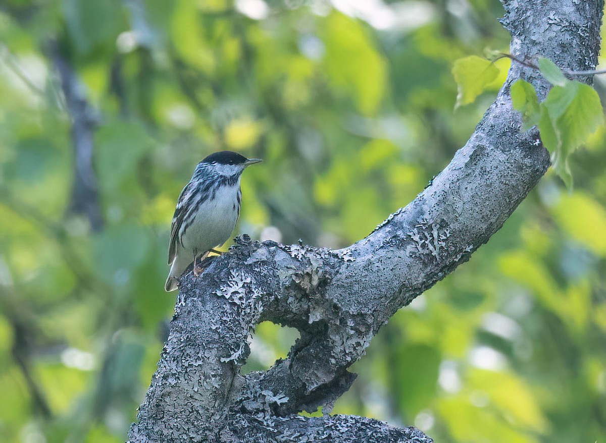 Blackpoll Warbler - ML621323717