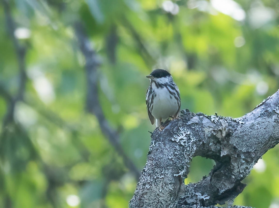 Blackpoll Warbler - ML621323728