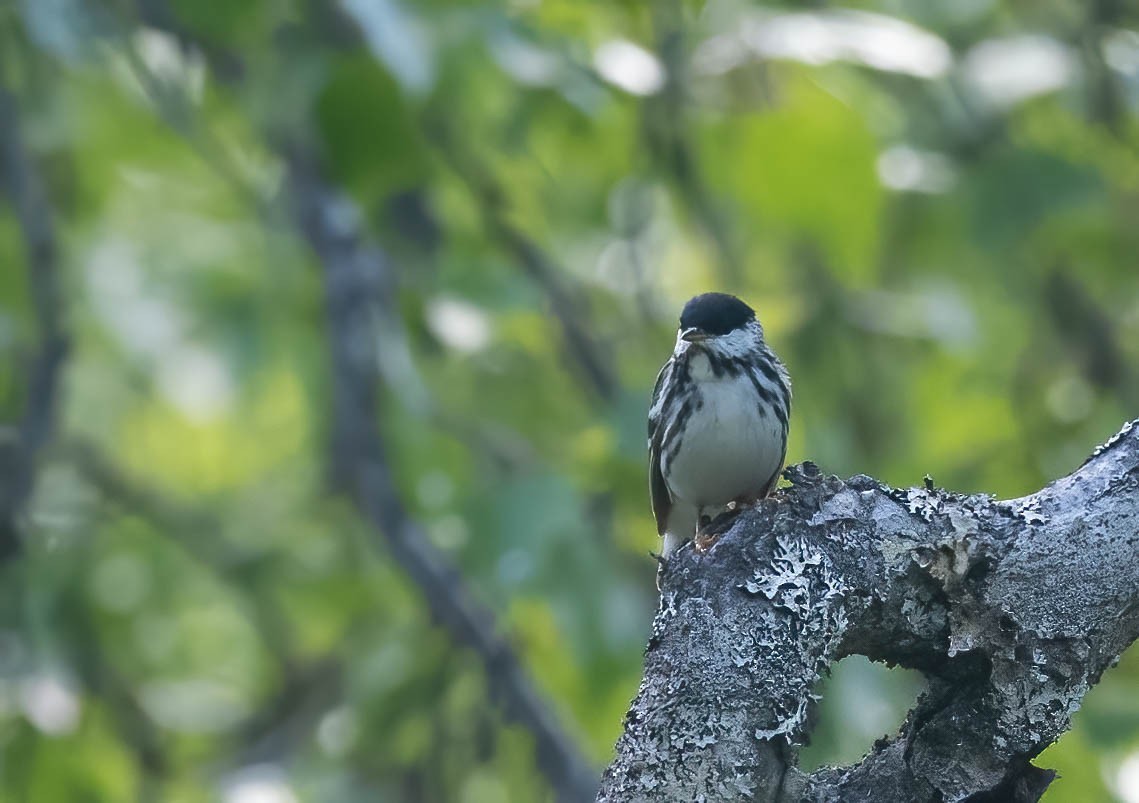 Blackpoll Warbler - ML621323729