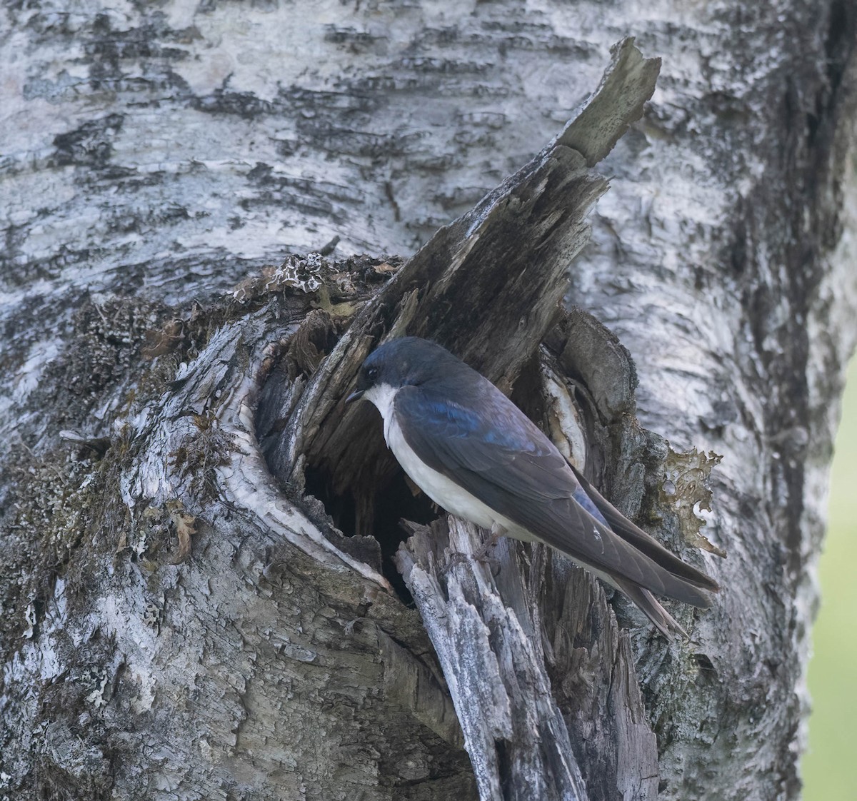 Tree Swallow - ML621323735
