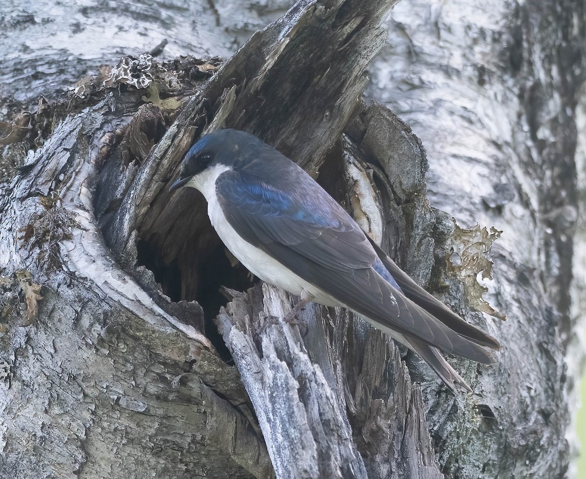 Tree Swallow - ML621323738