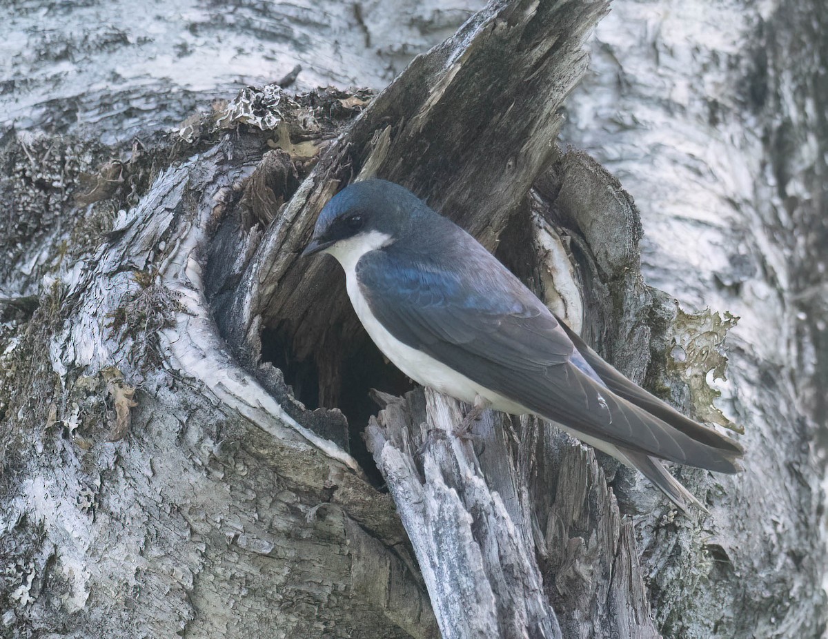 Tree Swallow - ML621323742