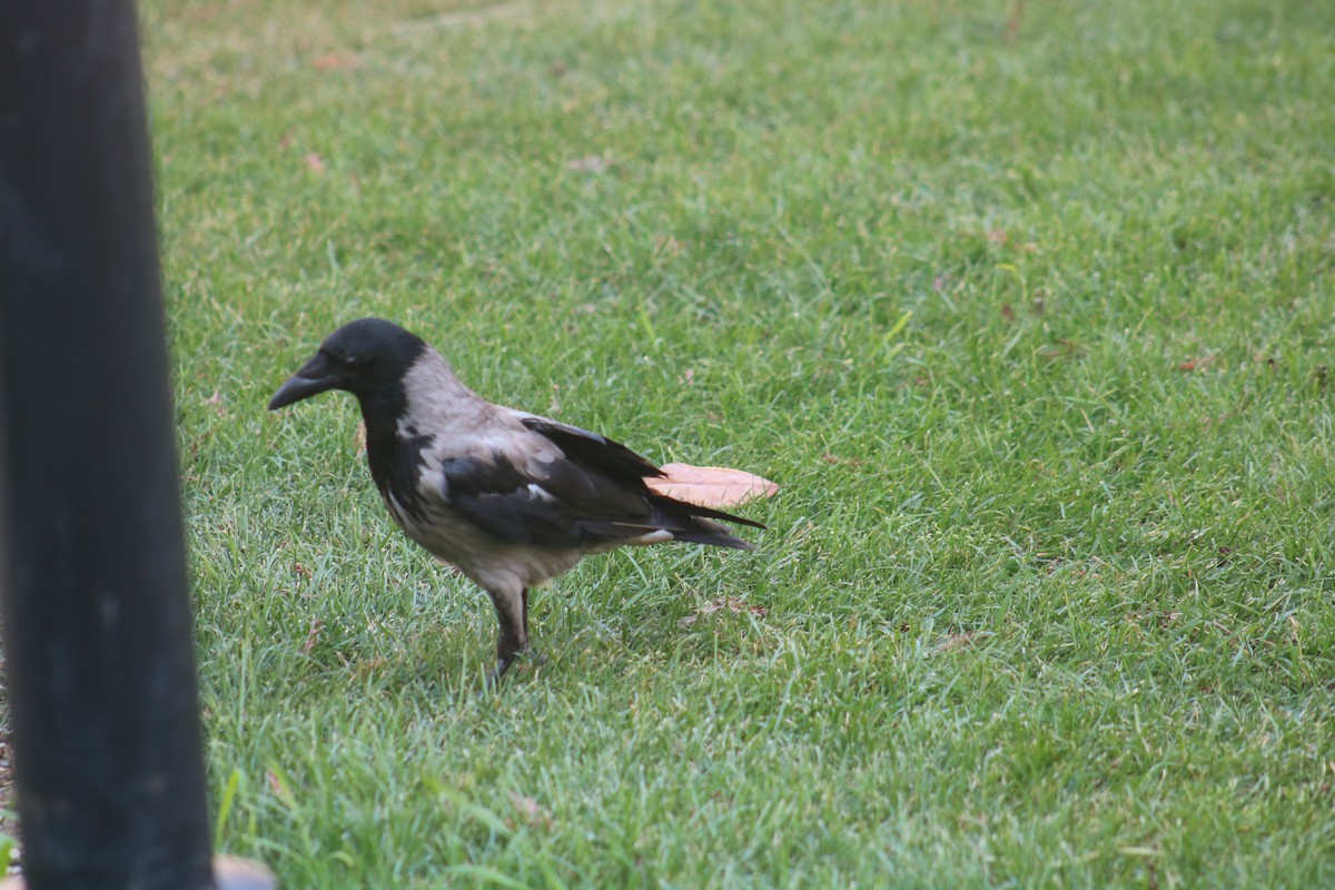 Hooded Crow - ML621323817