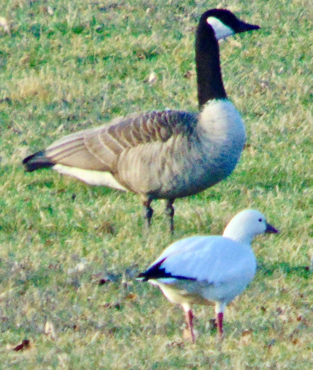 Ross's Goose - Randy Shonkwiler