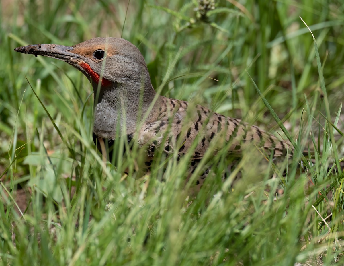 Northern Flicker - ML621323903