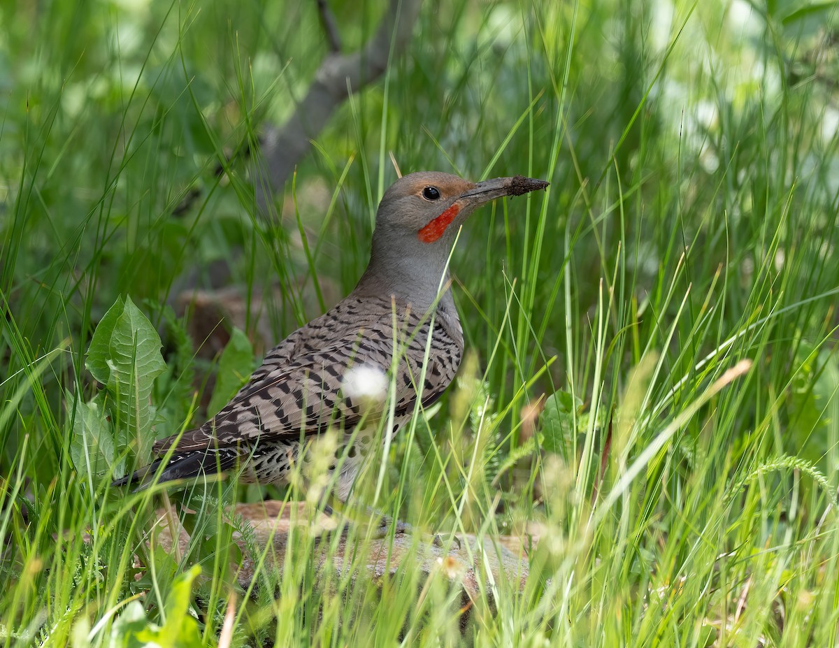 Northern Flicker - ML621323905