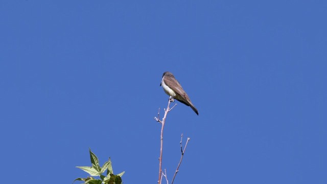 Thick-billed Kingbird - ML621323934