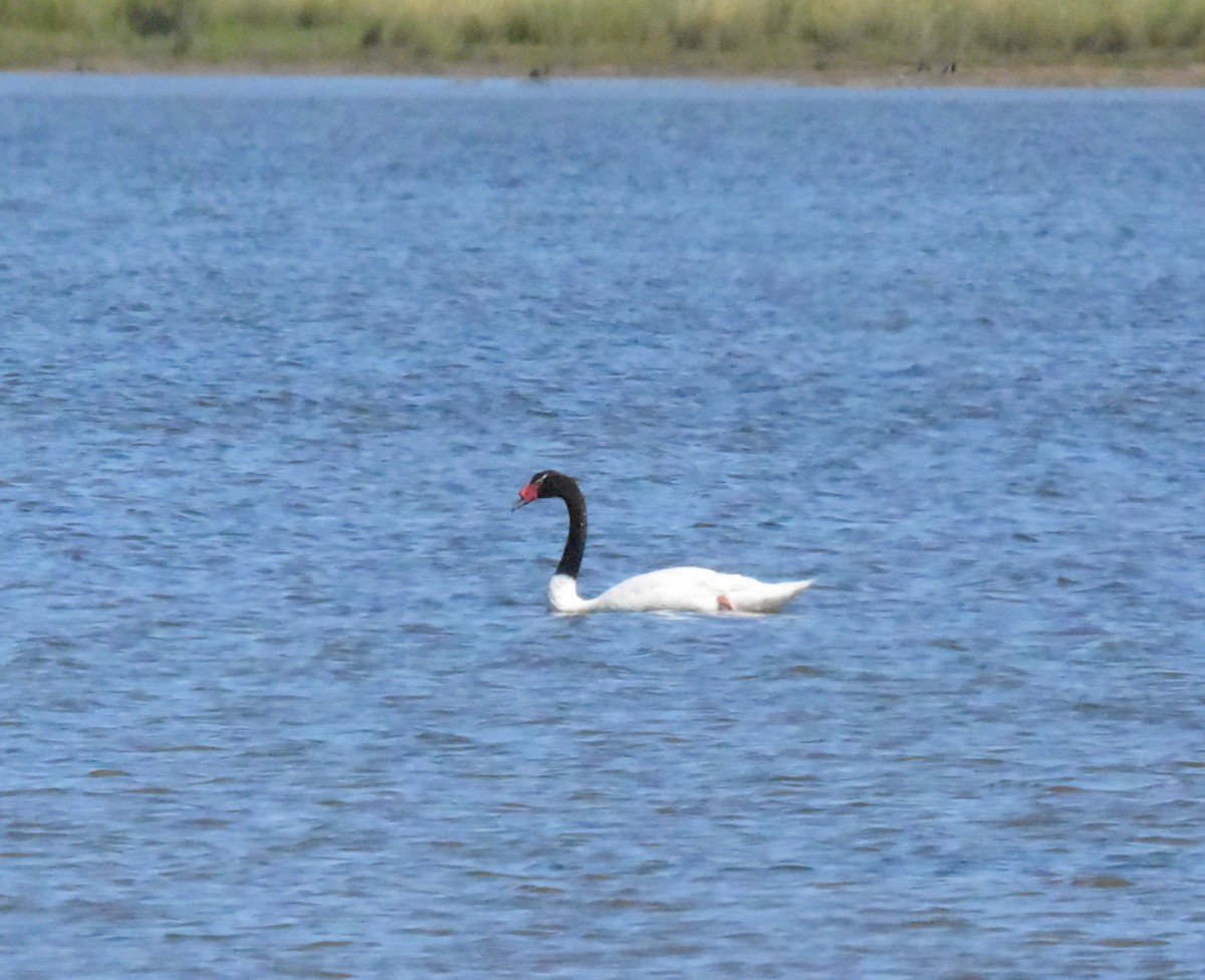 Black-necked Swan - ML621323972