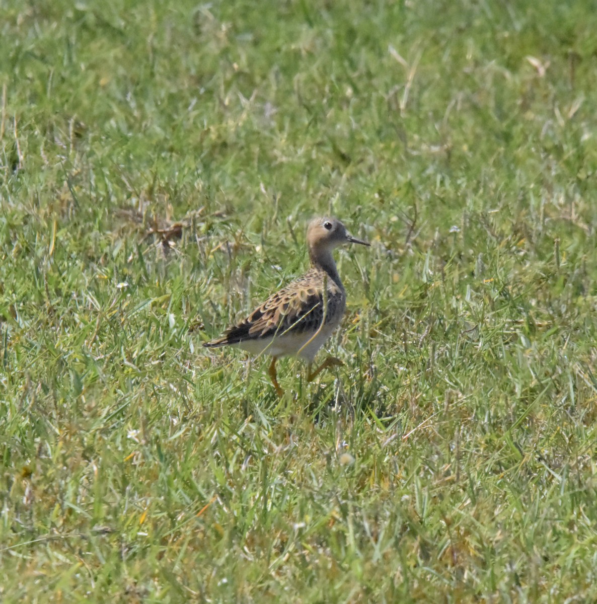 Buff-breasted Sandpiper - ML621323988