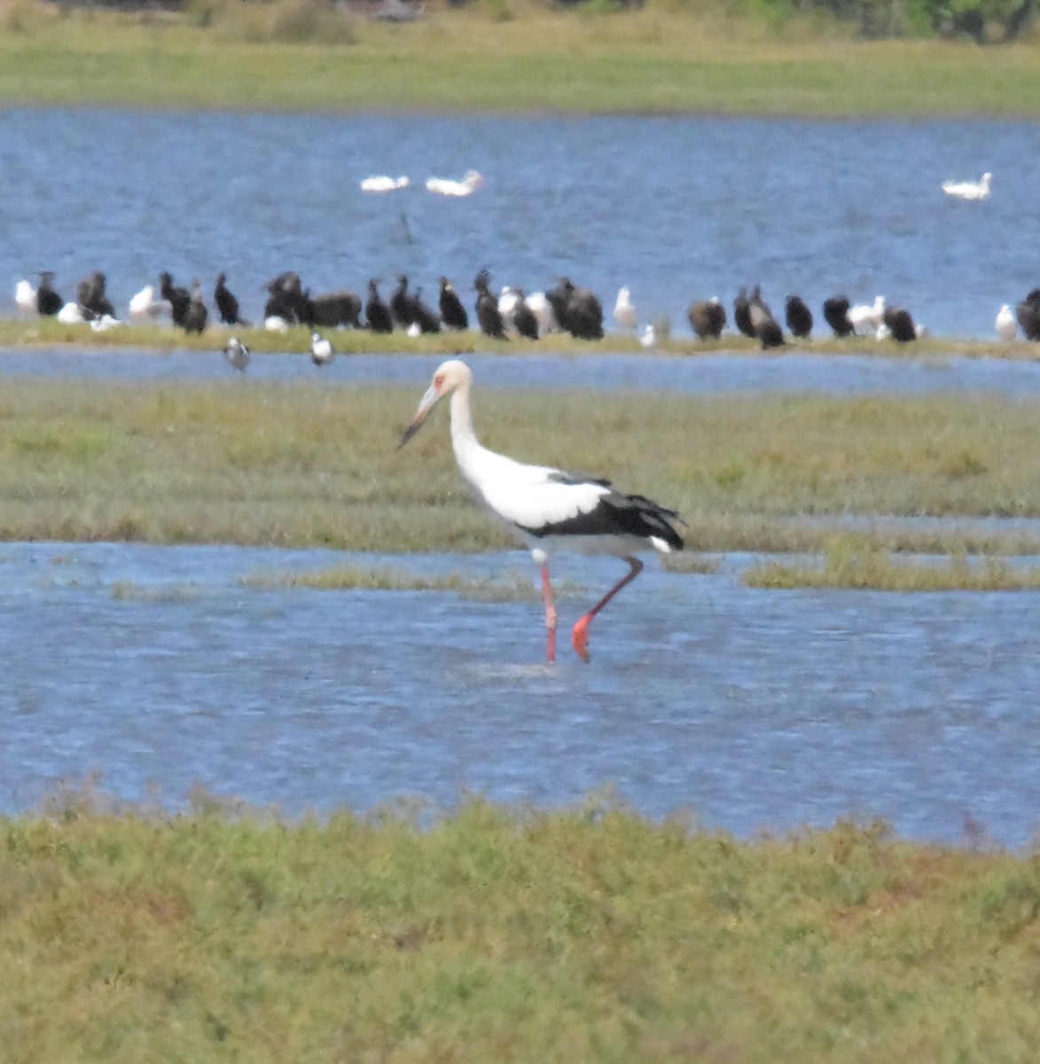 Maguari Stork - ML621324004