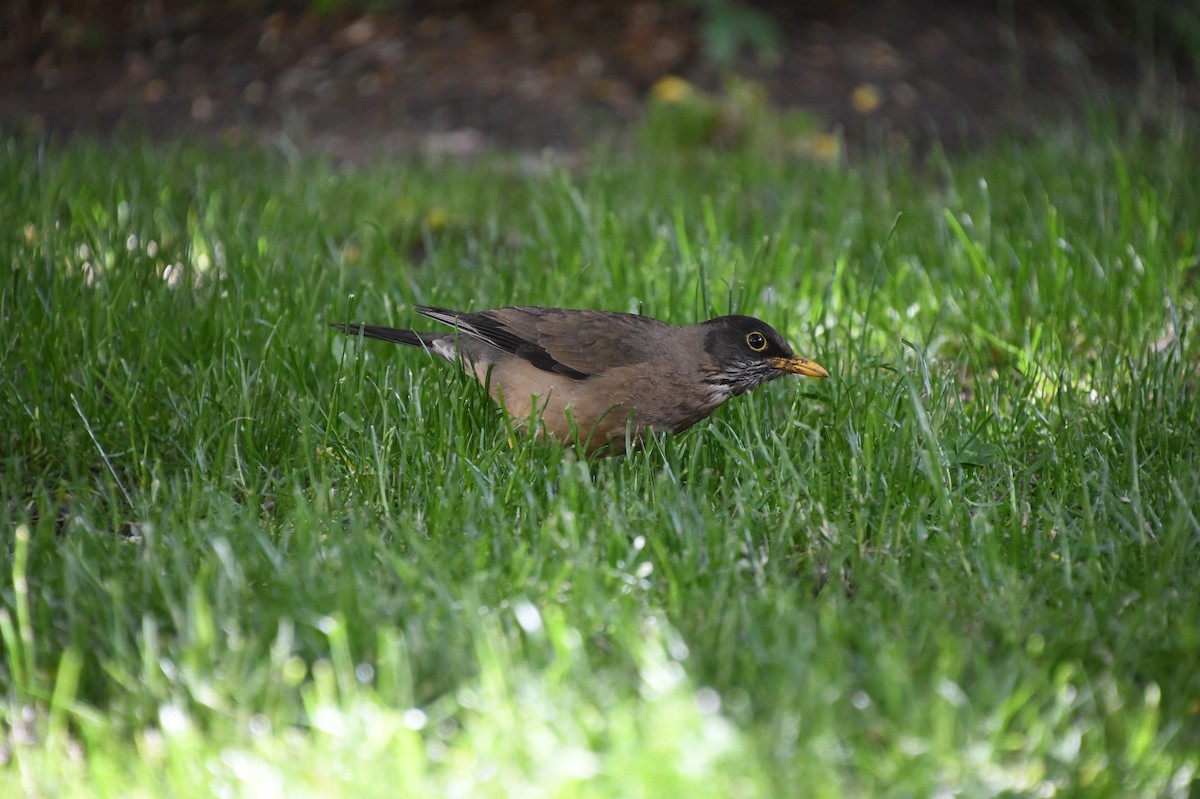 Austral Thrush - ML621324055