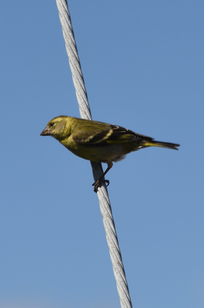 Black-chinned Siskin - ML621324068