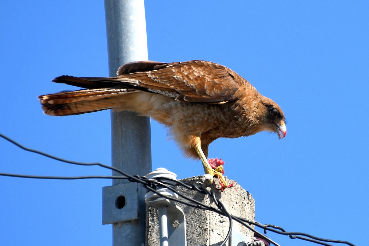 Chimango Caracara - ML621324117