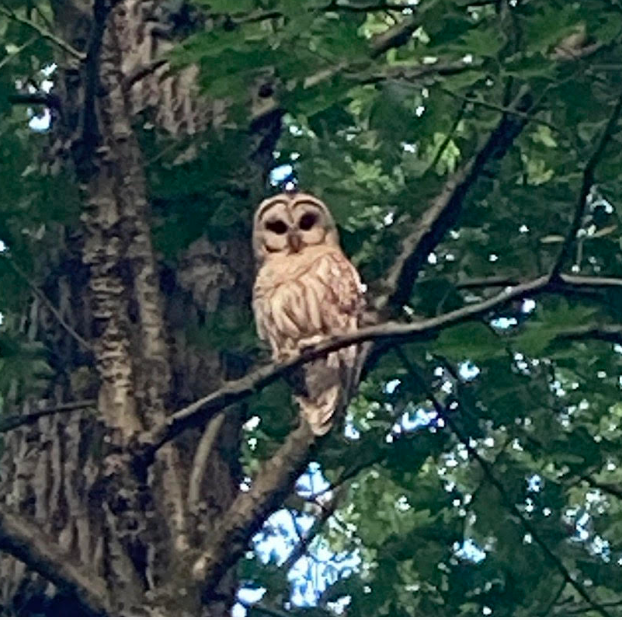 Barred Owl - ML621324207