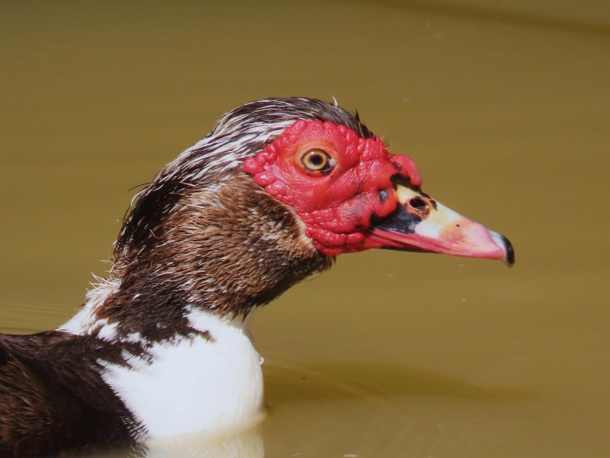 Muscovy Duck (Domestic type) - ML621324283