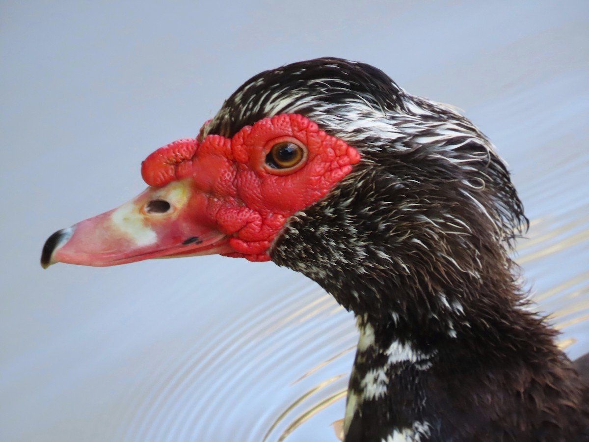 Muscovy Duck (Domestic type) - ML621324285
