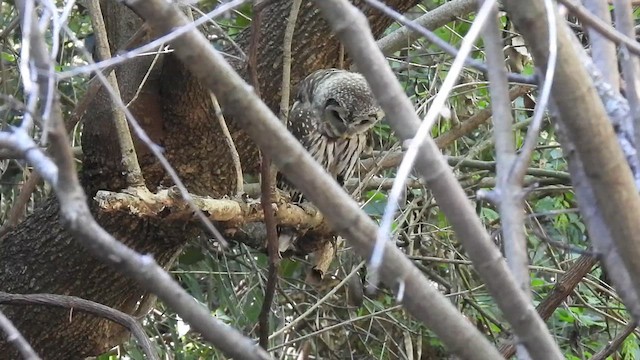 Barred Owl - ML621324373