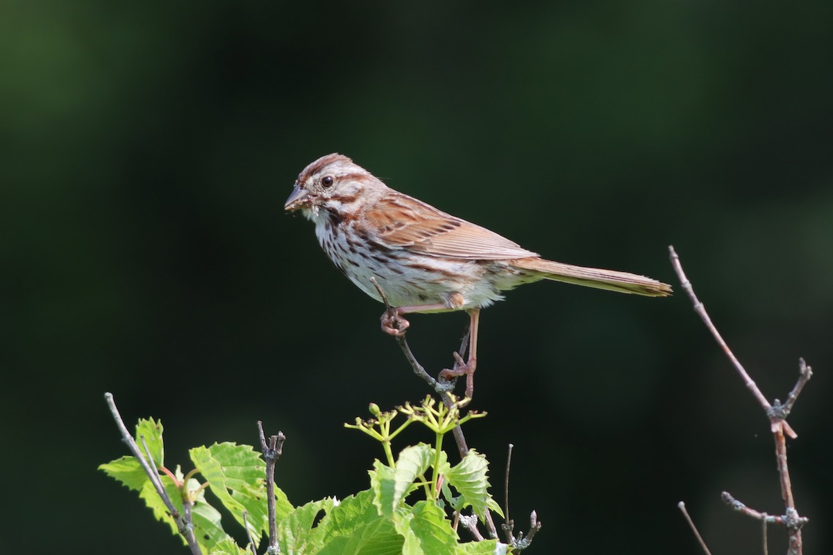 Song Sparrow - ML621324452