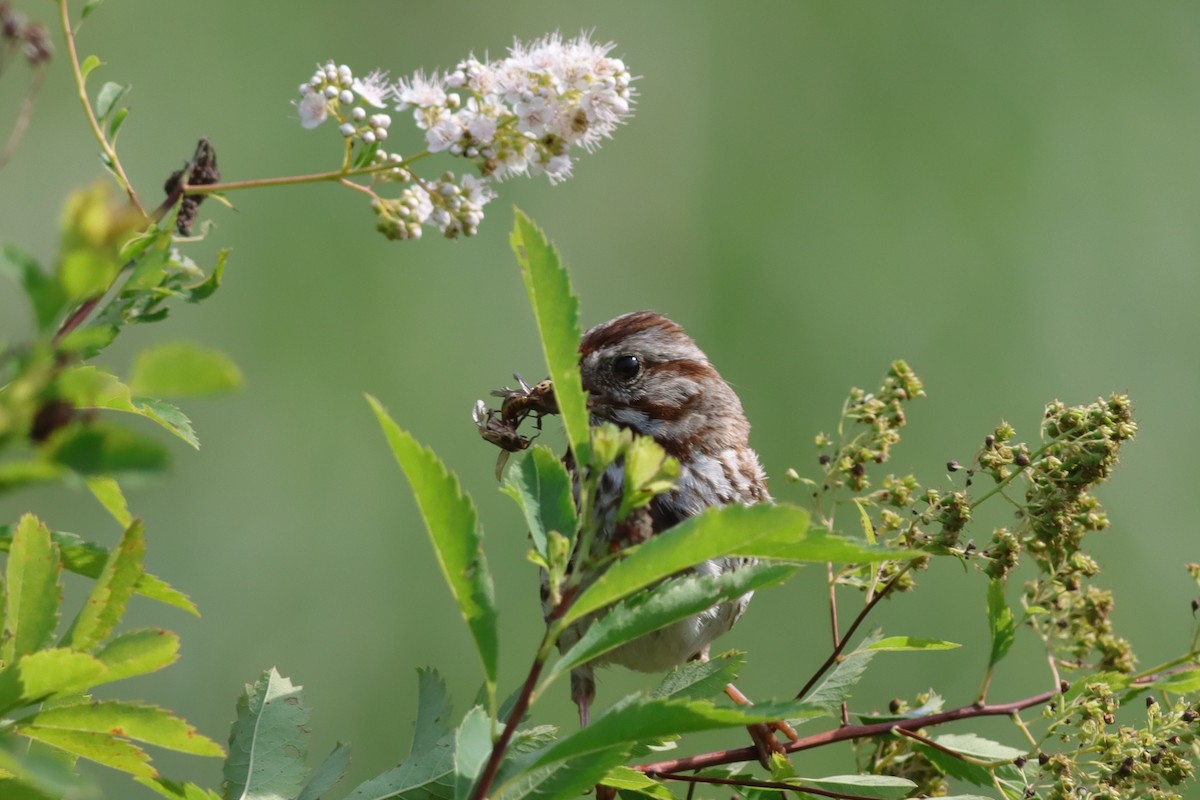 Song Sparrow - ML621324454