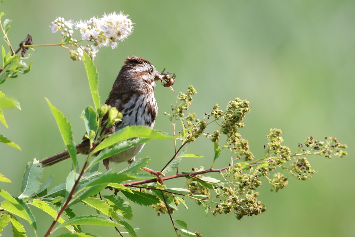 Song Sparrow - ML621324455