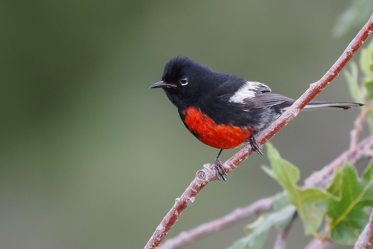 Painted Redstart - ML621324495