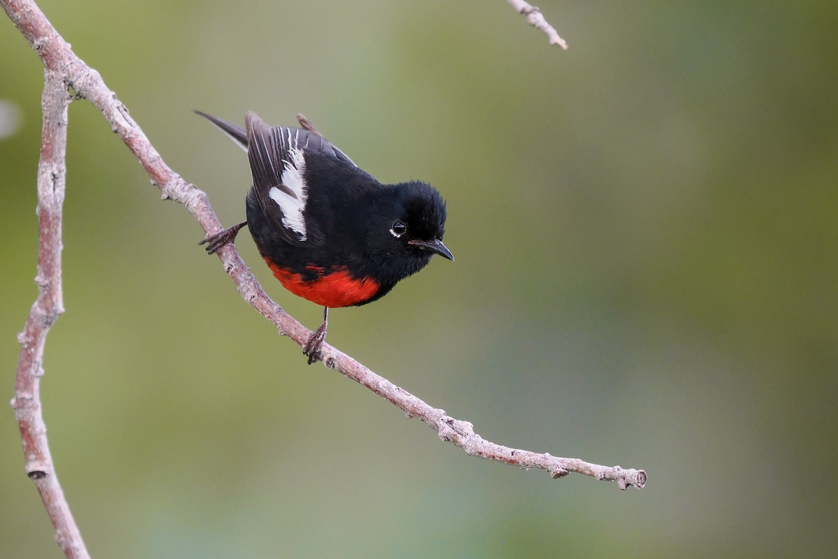 Painted Redstart - ML621324496