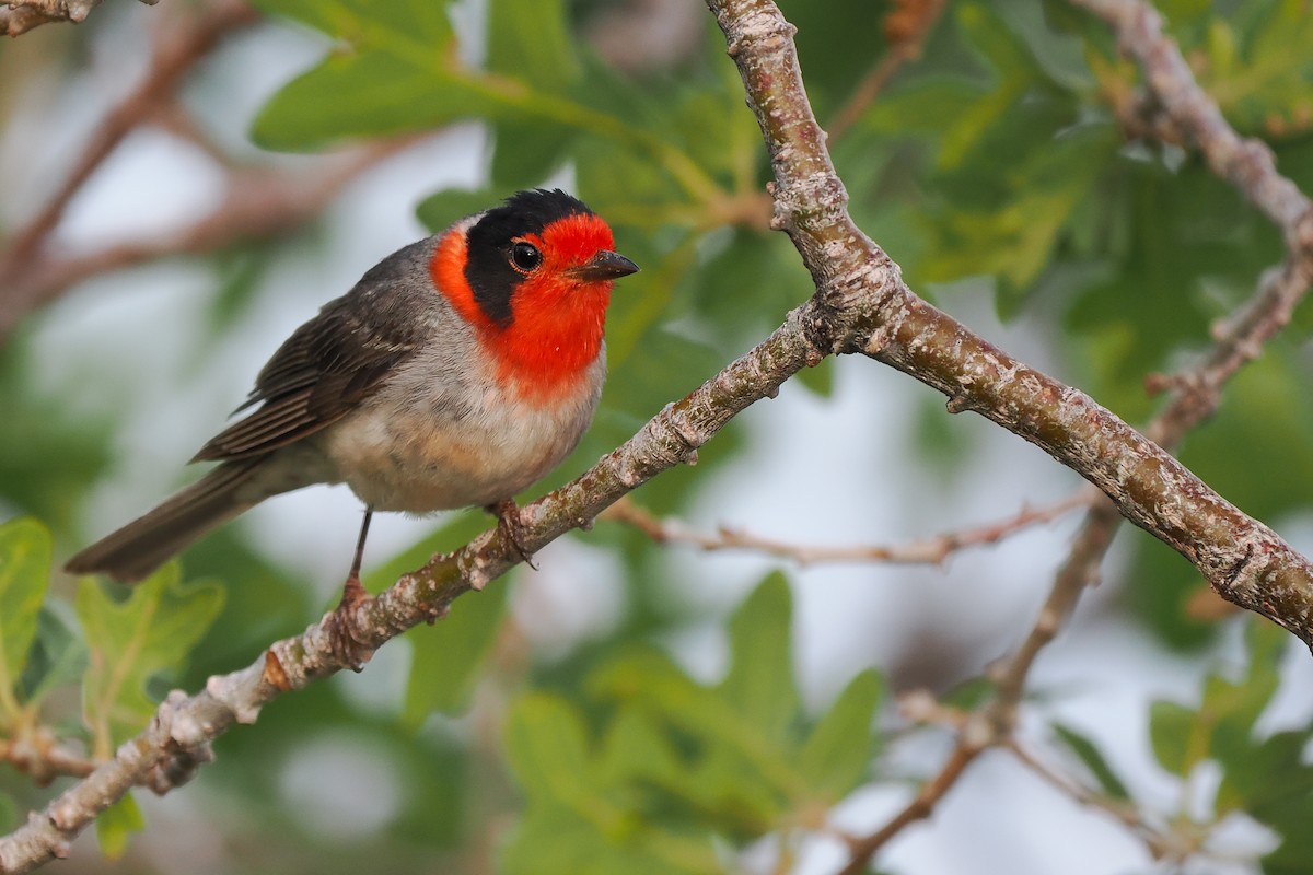 Red-faced Warbler - Phil Chaon