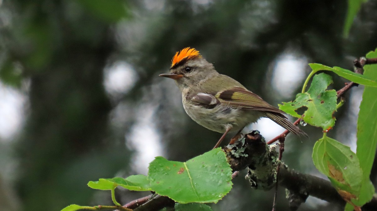 Golden-crowned Kinglet - ML621324510