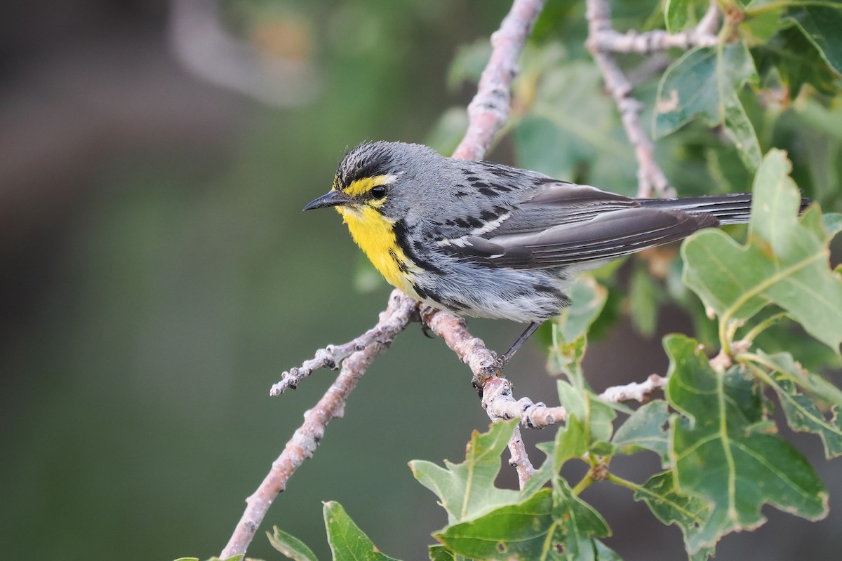 Grace's Warbler - ML621324568