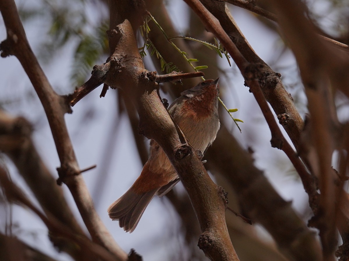 Tamarugo Conebill - ML621324625