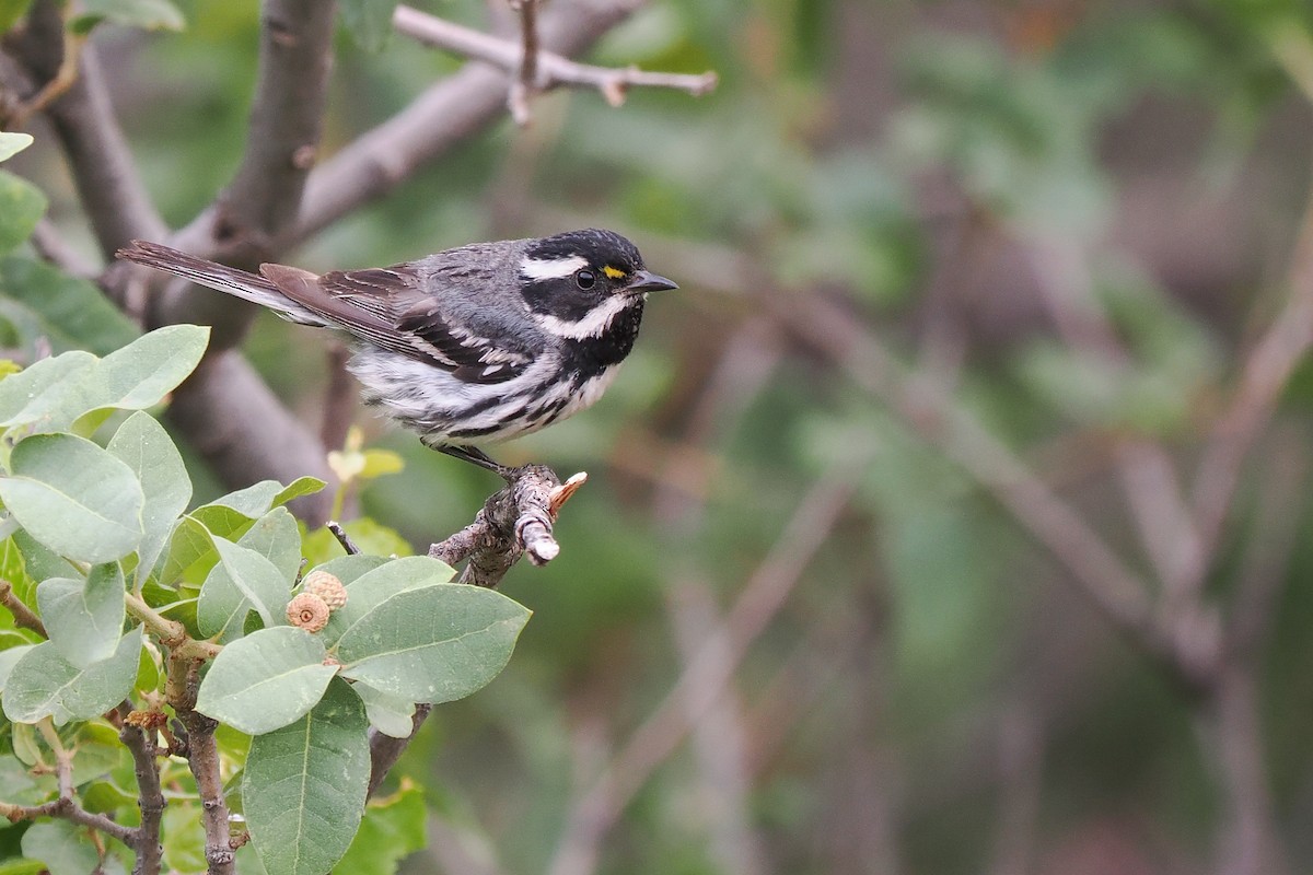 Black-throated Gray Warbler - ML621324629