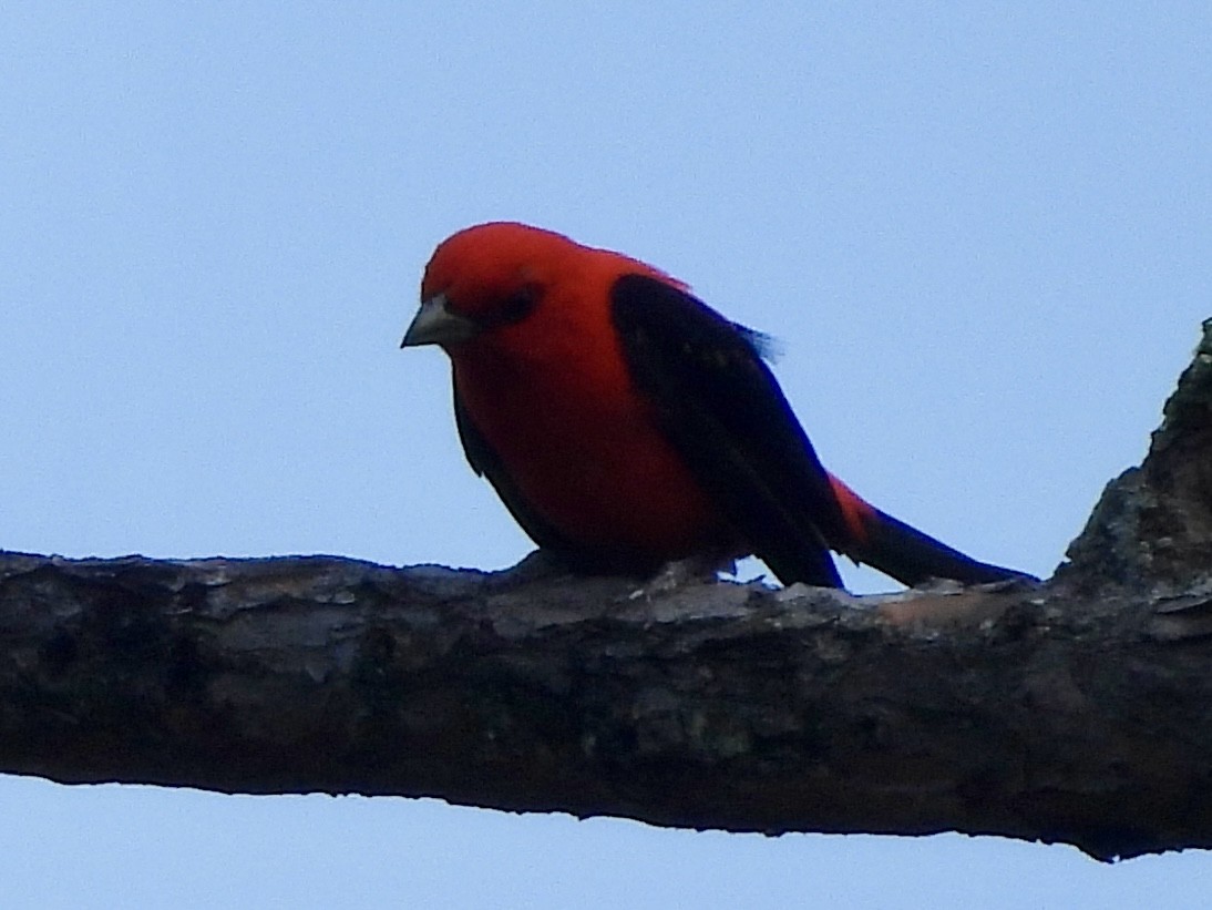 Scarlet Tanager - ML621324728