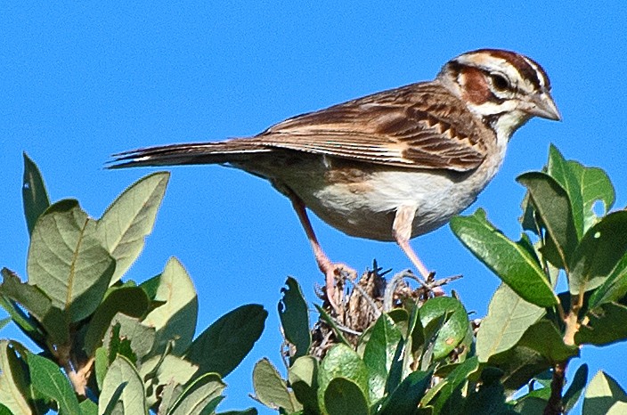 Lark Sparrow - ML621324732