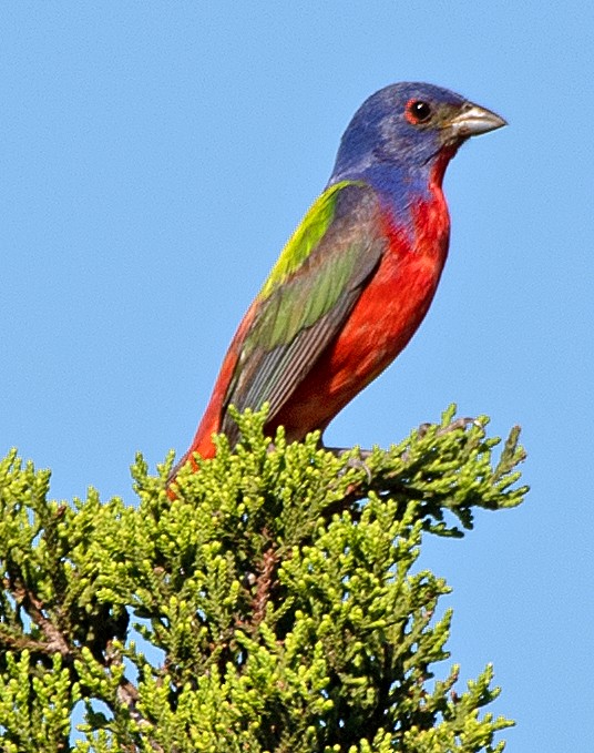 Painted Bunting - ML621324740
