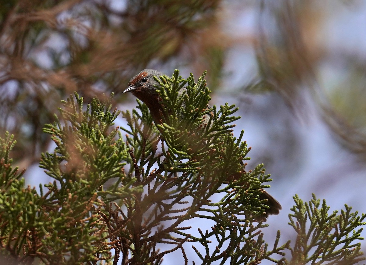 Tamarugo Conebill - ML621324763