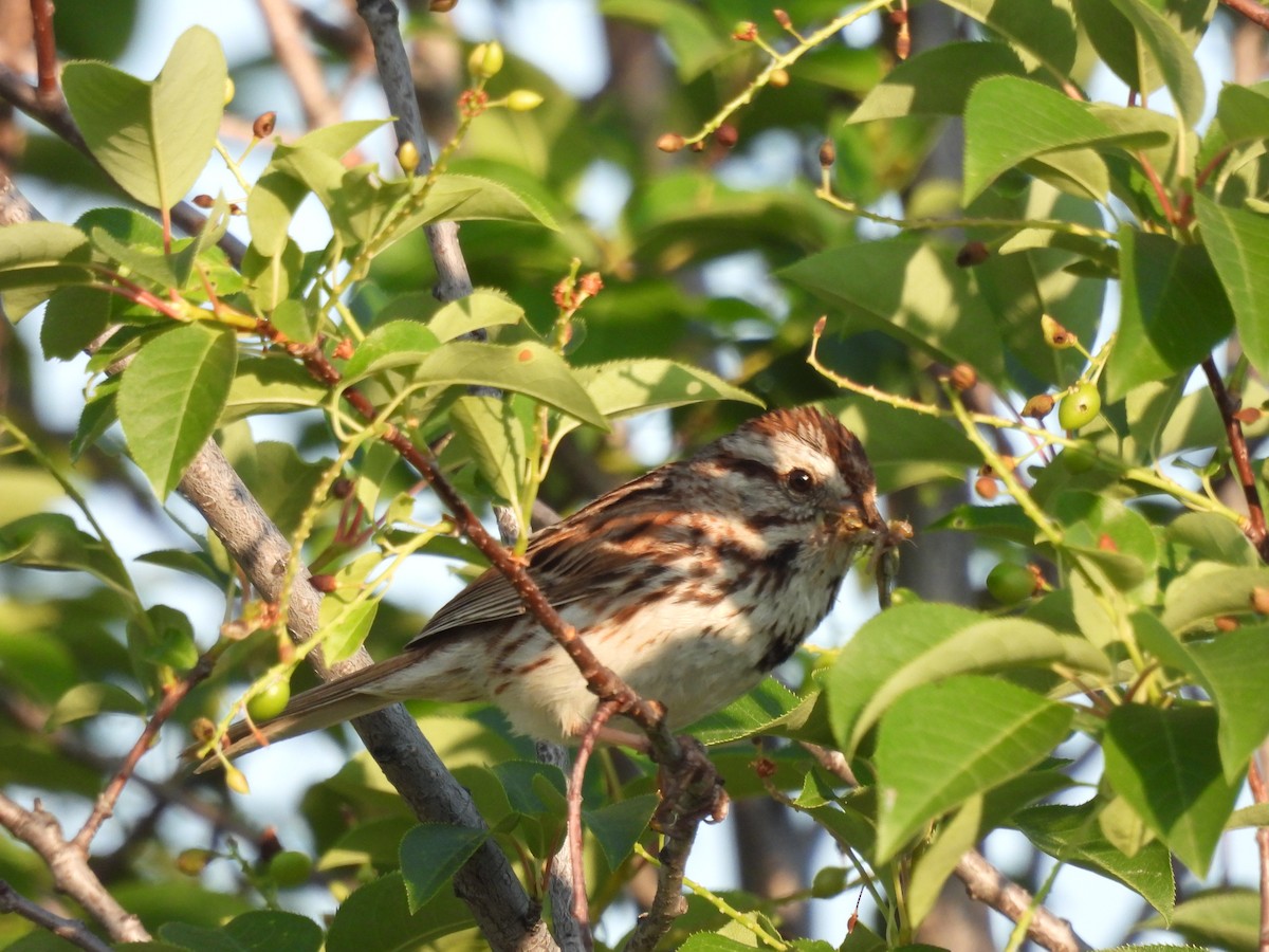 Song Sparrow - ML621324783