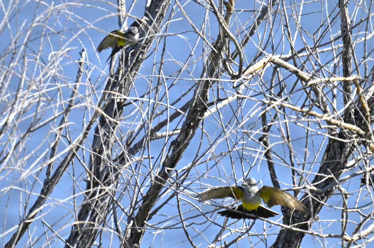 Western Kingbird - Alec Andrus