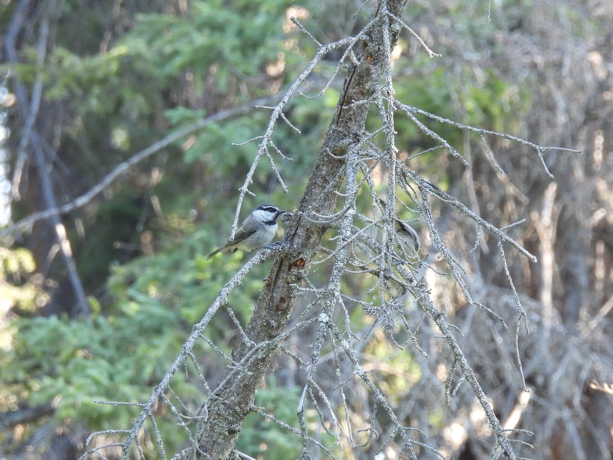 Mountain Chickadee - ML621324894