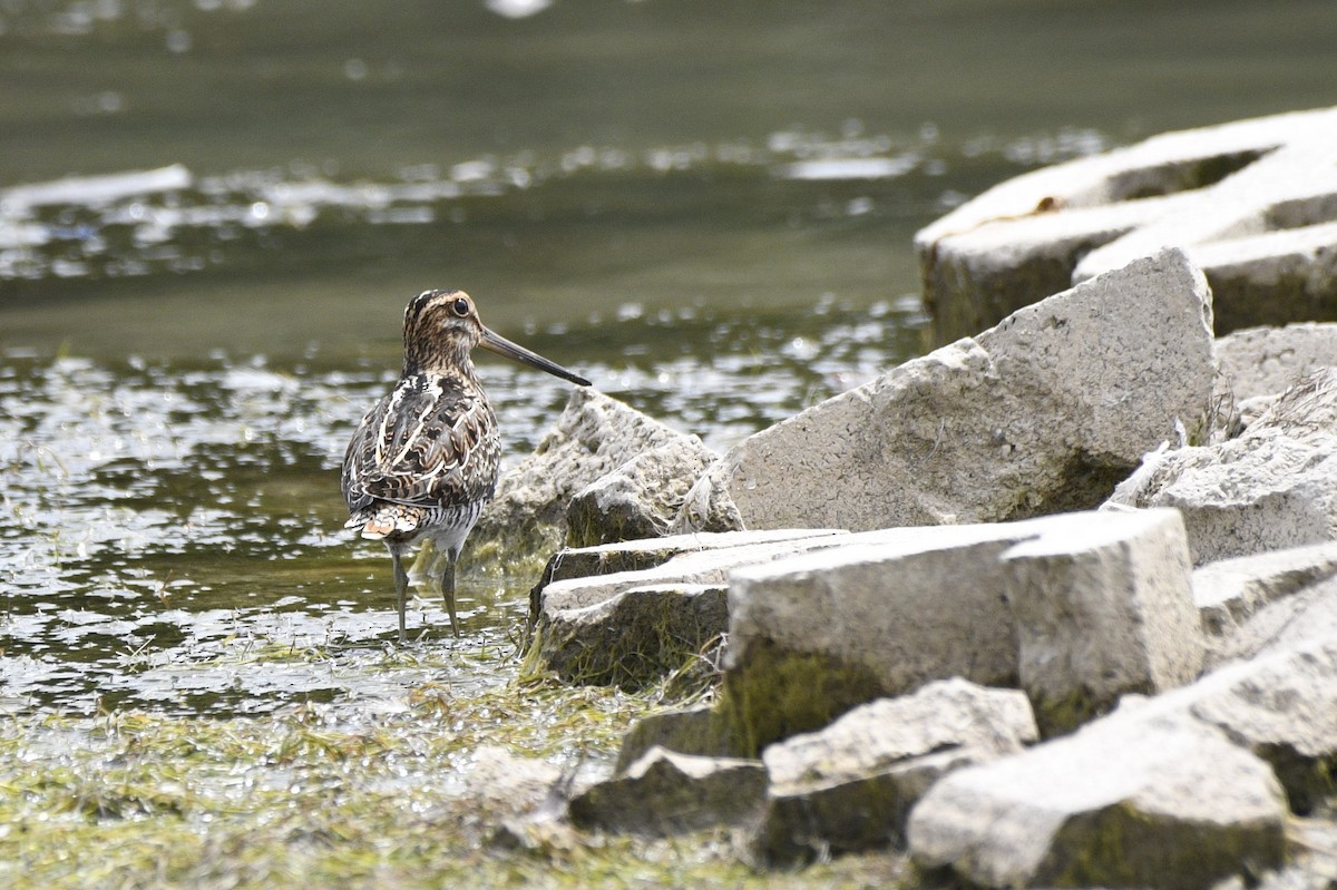 Wilson's Snipe - ML621324929