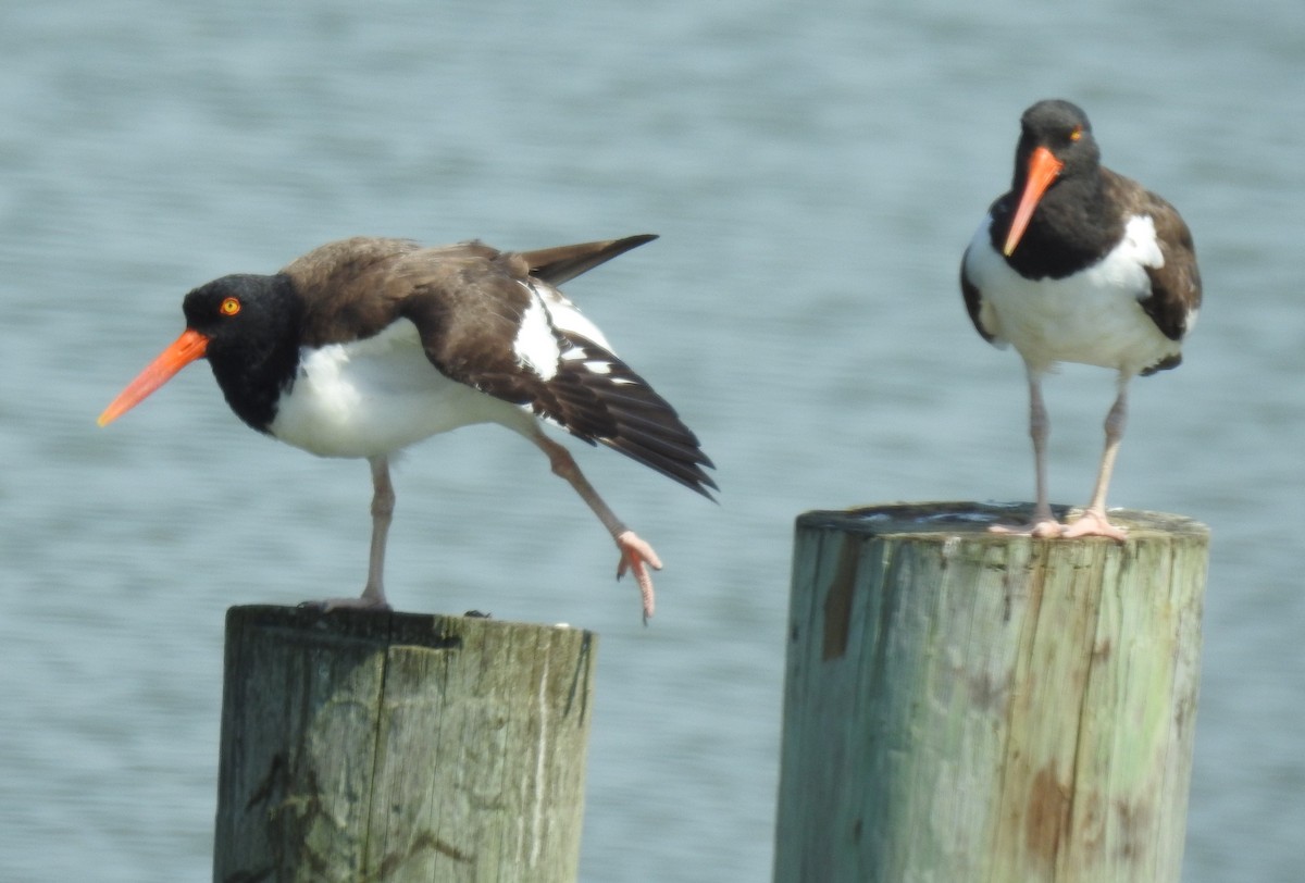 American Oystercatcher - Harry Colestock