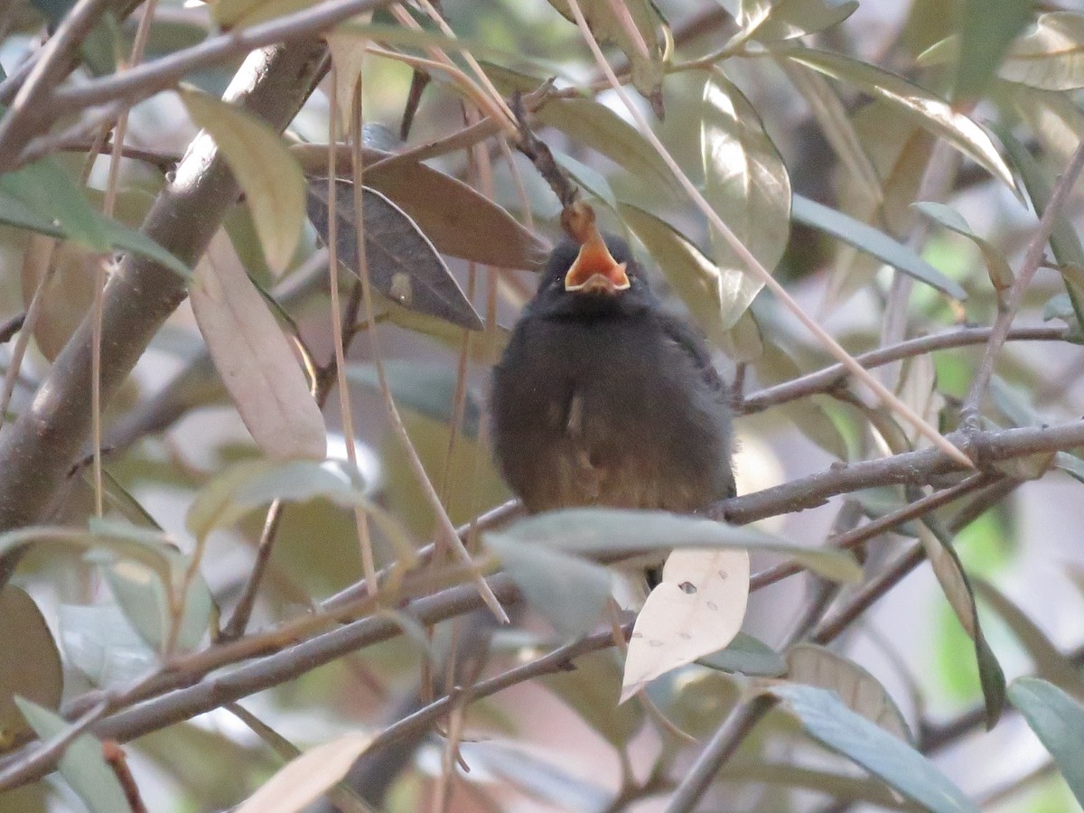 Slate-throated Redstart - ML621325017