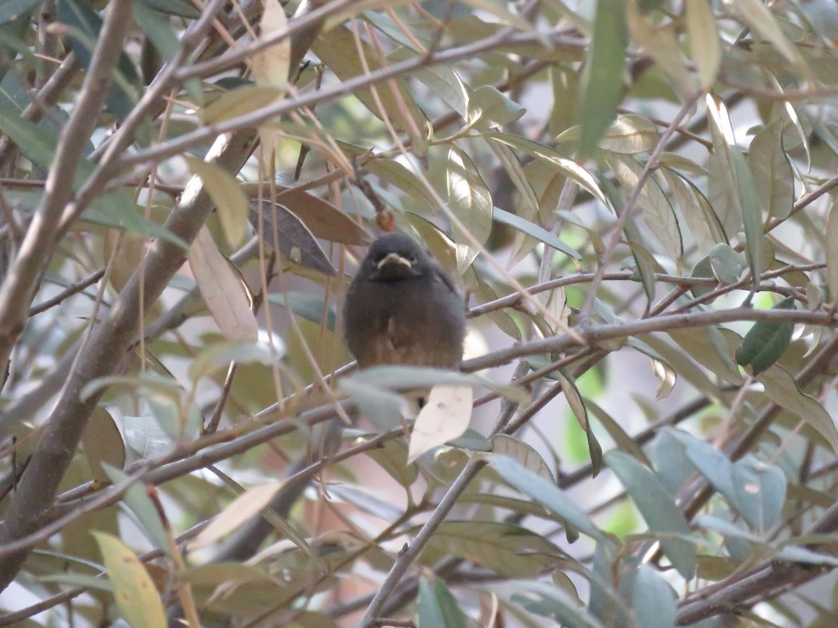 Slate-throated Redstart - ML621325027