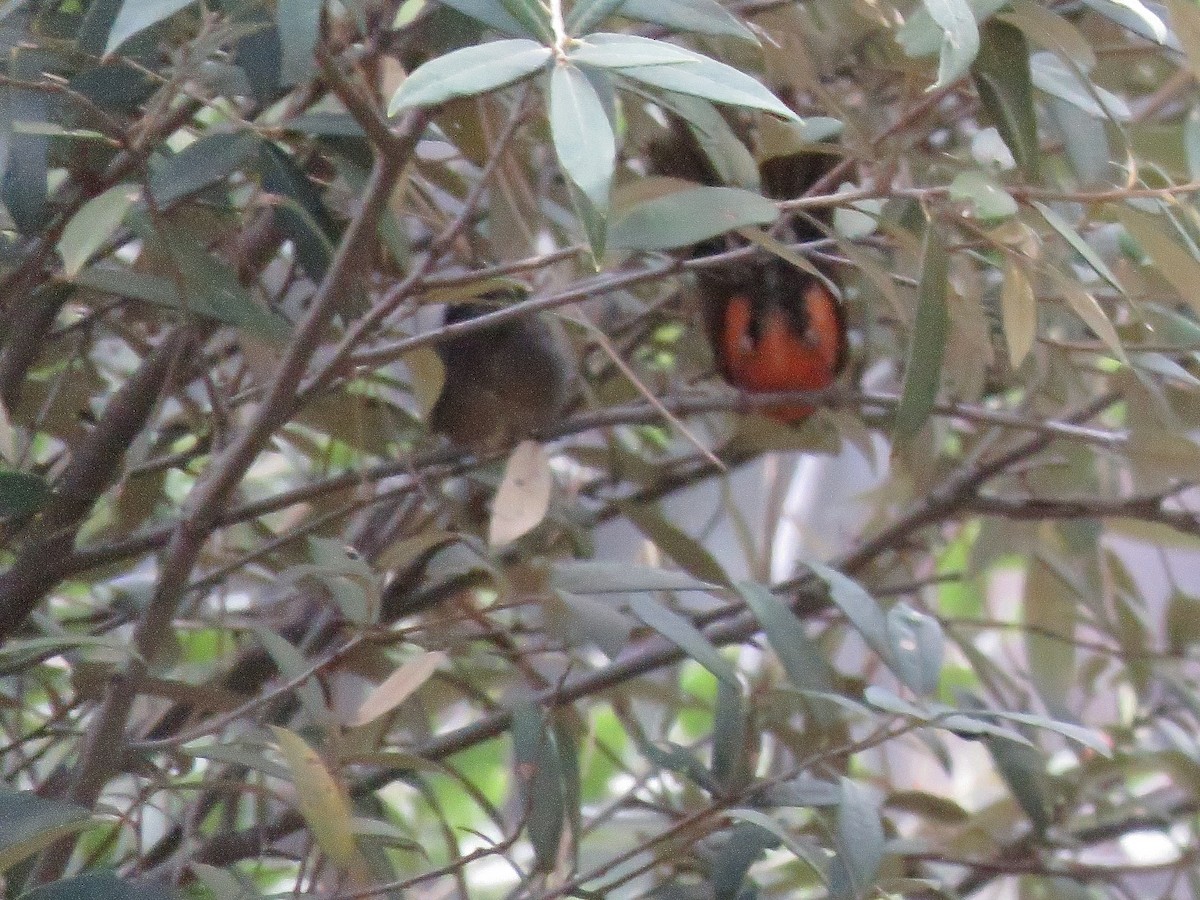 Slate-throated Redstart - ML621325032