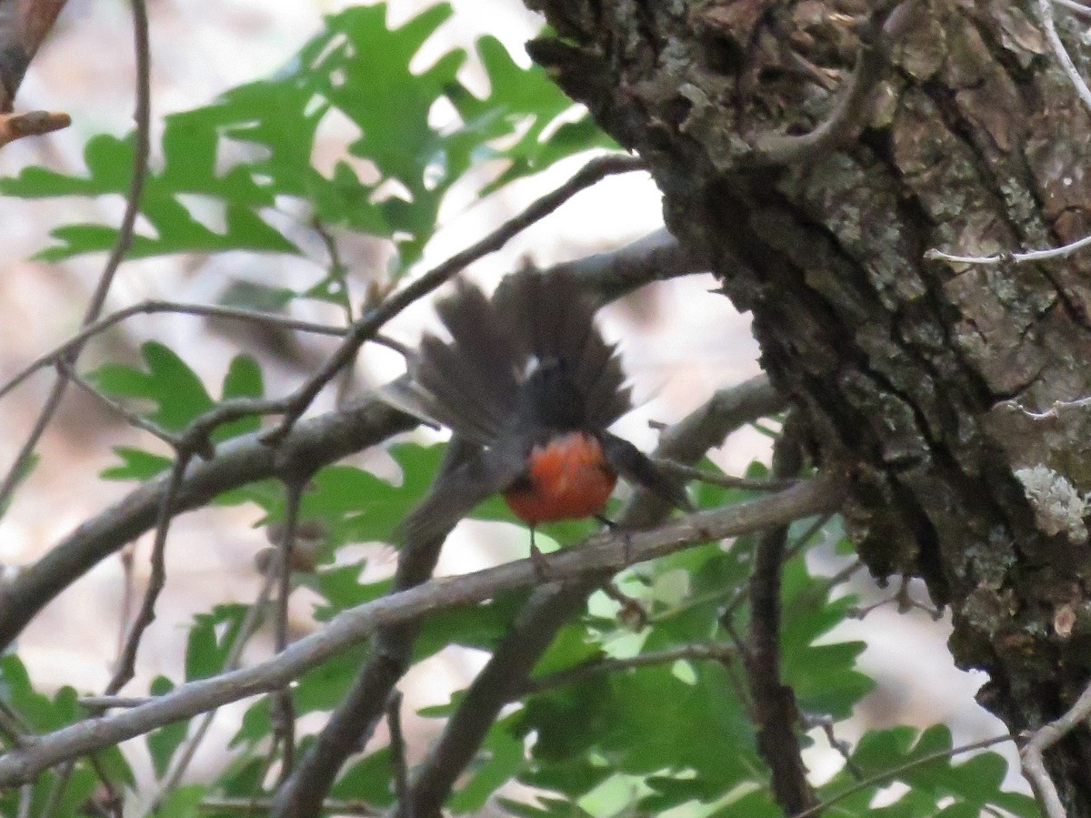 Slate-throated Redstart - ML621325045