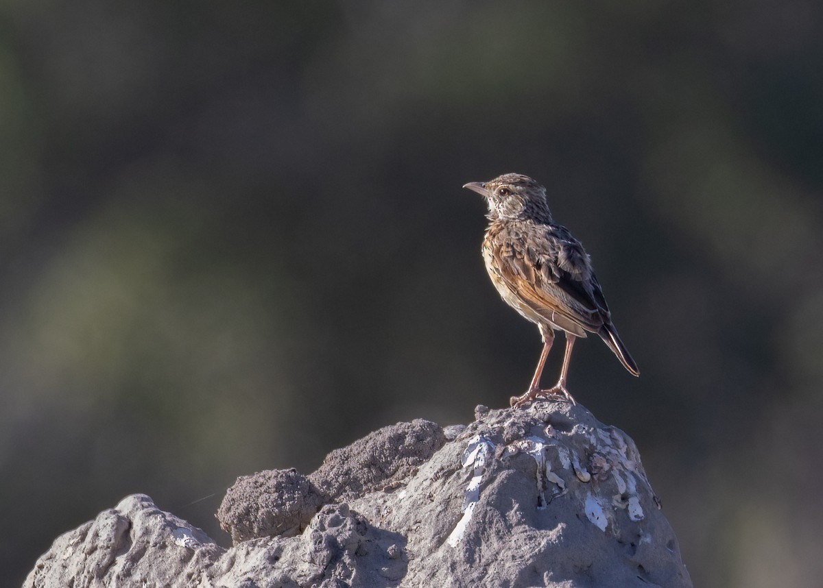 Rufous-naped Lark - ML621325051