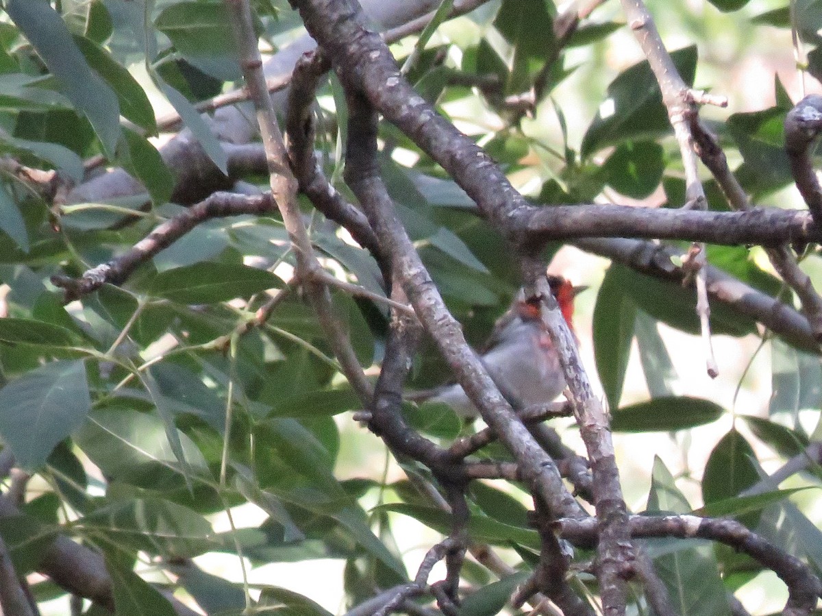 Red-faced Warbler - ML621325052